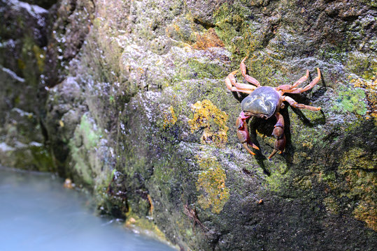 Crab crustacean in rain-forest.