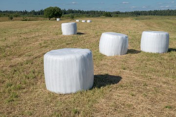 Round hay bales in plastic wrap cover.