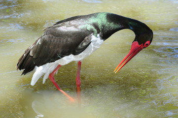 The Black Stork standing in the wated