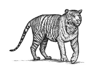 engrave tiger illustration