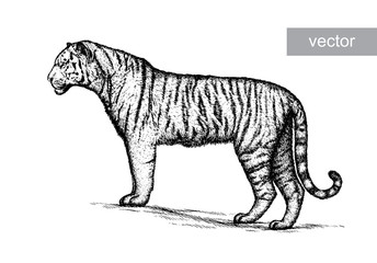 engrave tiger illustration