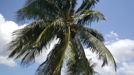 Fototapeta na wymiar Palmtree in Surinam