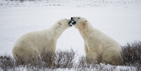 Obraz na płótnie Canvas Two polar bears playing with each other in the tundra. Canada. An excellent illustration.