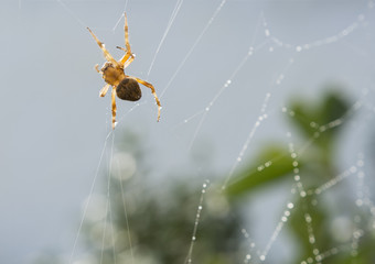 Araña