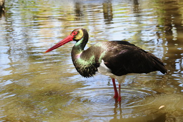 The Black Stork standing in the wated