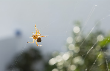 Araña