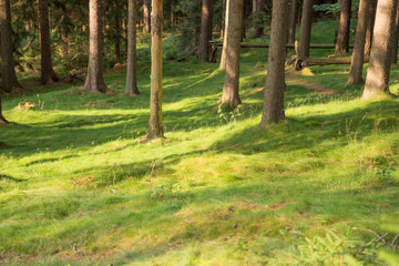 Waldwiese im Sonnenschein