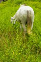 white Horse back side