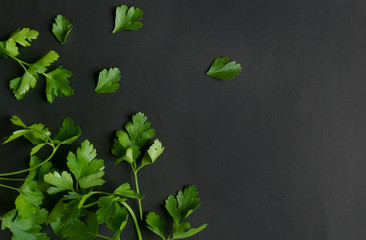 Parsley leaves herb on black background