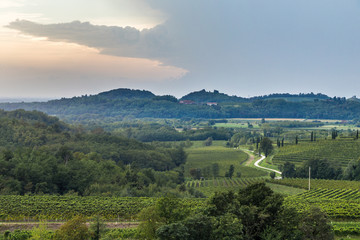 Naklejka premium grapevine field in the italian countryside