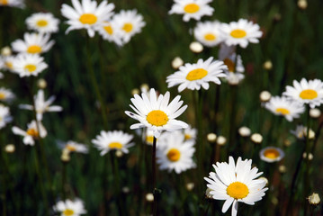 Fototapeta premium Daisy flower bed
