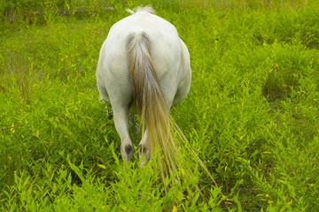 white Horse backside