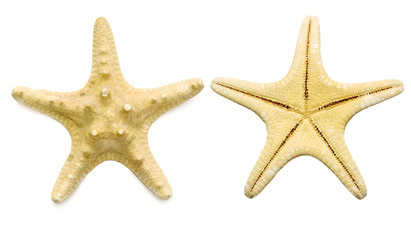 starfish over white