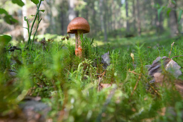 Toadstools growing on moss