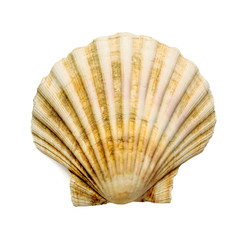 scallop shell over white
