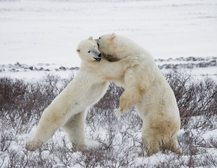 Naklejka na ściany i meble Two polar bears playing with each other in the tundra. Canada. An excellent illustration.