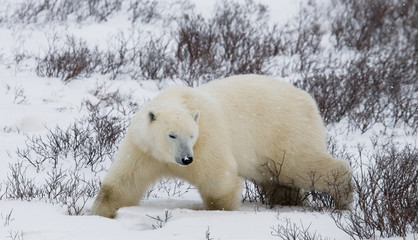 Obraz na płótnie Canvas Polar bear on the tundra. Snow. Canada. 