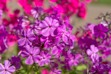 phlox