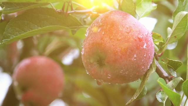 Fresh red apples on branches of an apple tree in organic fruit orchard after summer rain, 4k uhd footage