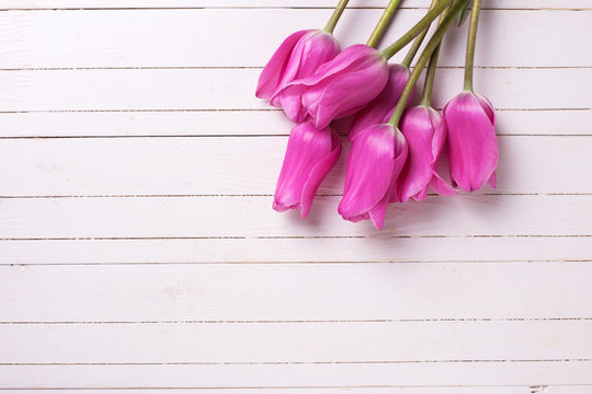 Fresh pink  tulips  on white  painted wooden background.