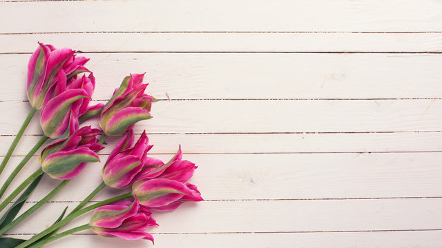 Fresh  spring pink  tulips
