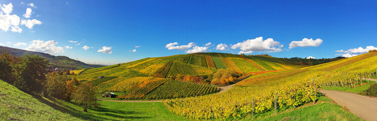 Weinberge im Herbst bei Weinstadt