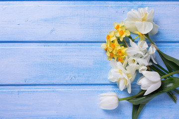 Tender  white and yellow narcissus  and tulips