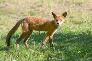 Little fox hunting
