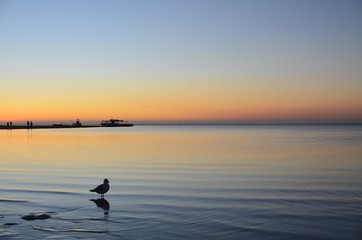 Fototapeta premium Vogel im Sonnenuntergang am Meer
