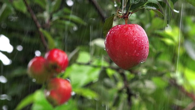 Fresh red apples on branches of an apple tree, organic fruit orchard in summer rain, 4k uhd footage