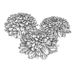 engrave flower illustration