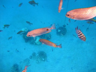 Fishes underwater off Redang island, Terengganu, Malaysia
