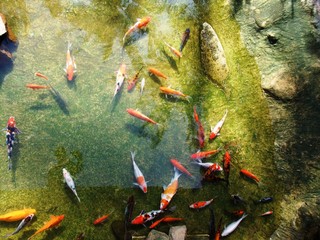 Japanese carps swimming in the garden pond
