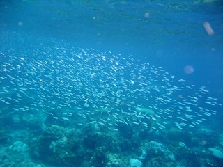 Fishes underwater off Redang island, Terengganu, Malaysia
