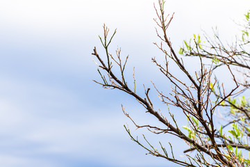 tree branch silhouette over blue sky background, Dry branches