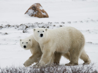 Naklejka na ściany i meble Polar bear with a cubs in the tundra. Canada. An excellent illustration.
