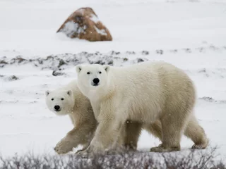 Crédence de cuisine en verre imprimé Ours polaire Ours polaire avec des oursons dans la toundra. Canada. Une excellente illustration.