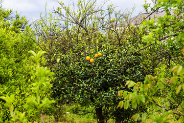 Fototapeta na wymiar orange tree with fruits 