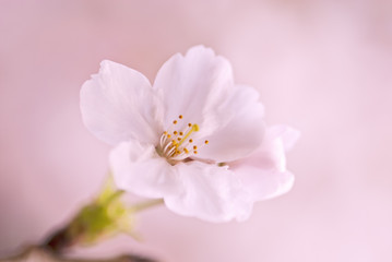桜-075