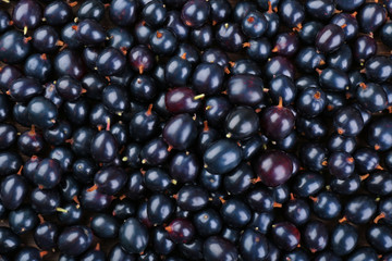 Heap of wild black currant close up