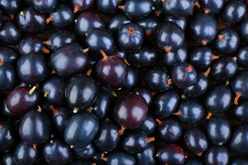 Heap of wild black currant close up
