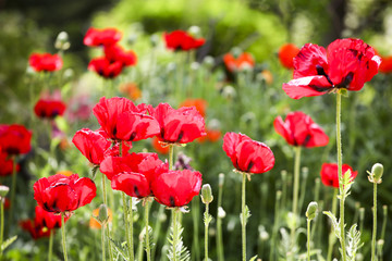 Obraz premium Poppies in the field