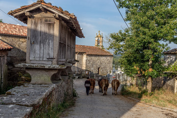 Cows and an Horreos in Lobreiro, Camino de Santiago