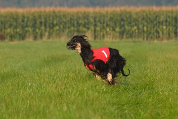 Afghanischer Windhund beim Coursing