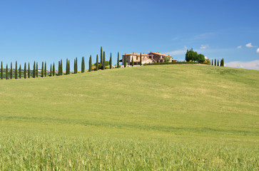 Cypress trees along rural road. Tuscany, Italy