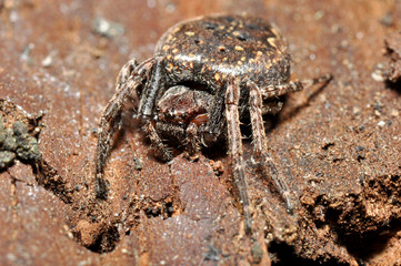 Spaltenkreuzspinne