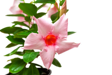 Rose dipladenia flowers