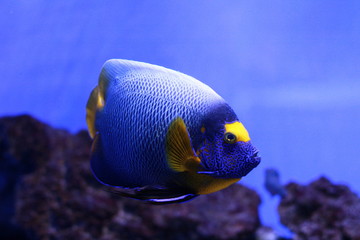 Beautiful fish in the aquarium 