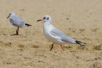 Nestling seagull