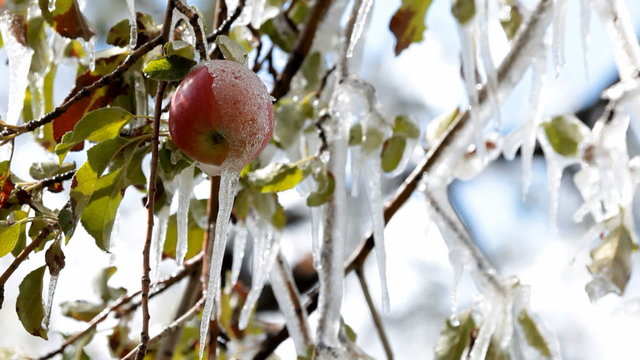 Apple frozen on tree branch P HD 3636